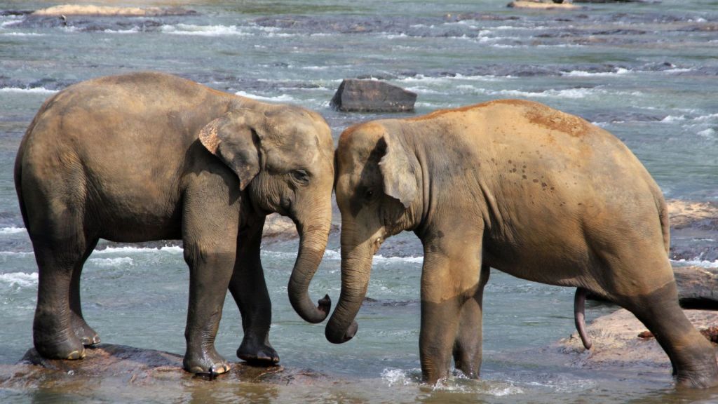 International Elephant Day 2025 | આંતરરાષ્ટ્રીય હાથી દિવસ! હાથીને આટલું મહત્વ કેમ? જાણો સાચું કારણ