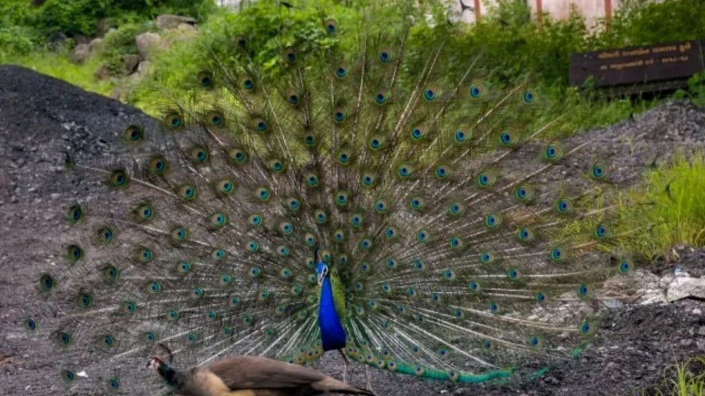 પહેલા વાંદરો અને વાઘણ, હવે 19 મોર મૃત હાલતમાં મળ્યા, કર્ણાટકમાં પ્રાણીઓ કેમ મરી રહ્યા છે?