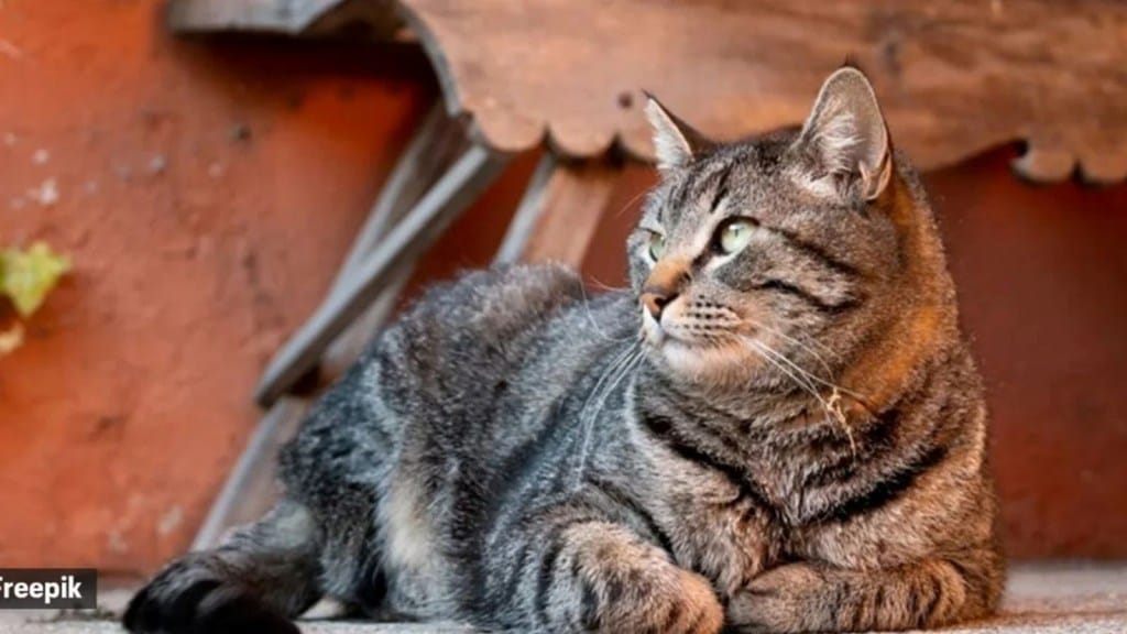 ઈન્સ્ટાગ્રામ પર ફેમસ થવા યુવકે કરી નાંખ્યુ ભયાનક કૃત્ય, પહેલા બિલાડીને ખવડાવ્યું પછી નિર્દયતાથી મારી નાખી ઈન્સ્ટાગ્રામ પર ફેમસ થવા યુવકે કરી નાંખ્યુ ભયાનક કૃત્ય, પહેલા બિલાડીને ખવડાવ્યું પછી નિર્દયતાથી મારી નાખી