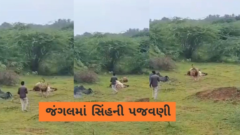 સિંહ સામે હોશિયારી ભારે પડી, ડાલામથ્થાએ પળવારમાં બૂમ પડાવી દીધી, જુઓ વીડિયો