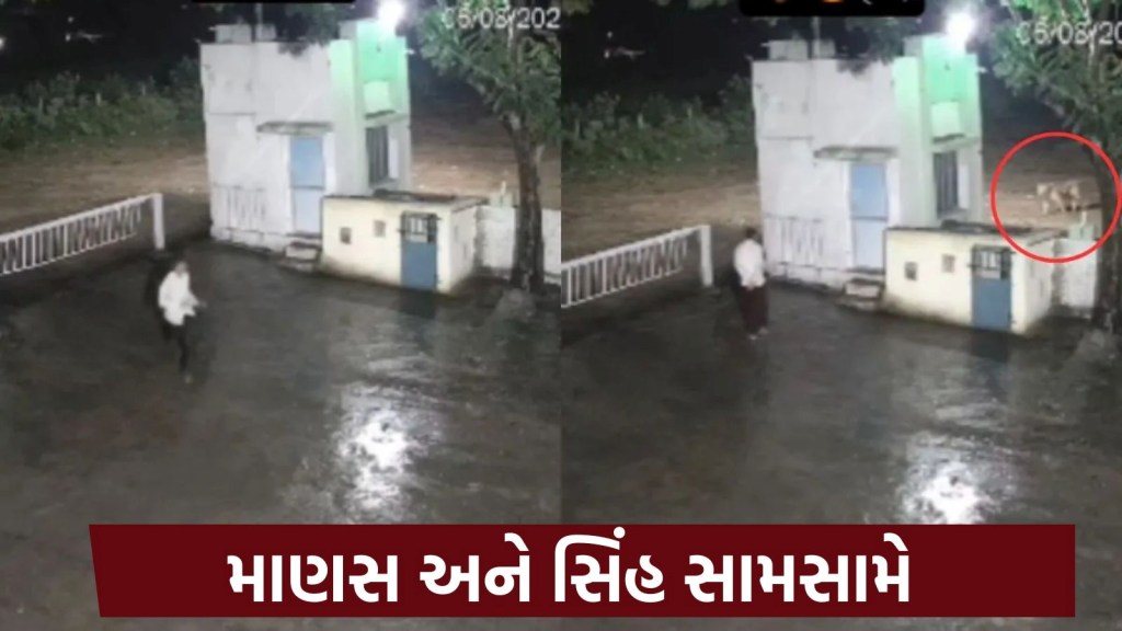 VIDEO: અડધી રાત્રે જંગલના રાજા સાથે વ્યક્તિની થઈ મુલાકાત, જોતા જ ચીસો પાડી VIDEO: અડધી રાત્રે જંગલના રાજા સાથે વ્યક્તિની થઈ મુલાકાત, જોતા જ ચીસો પાડી