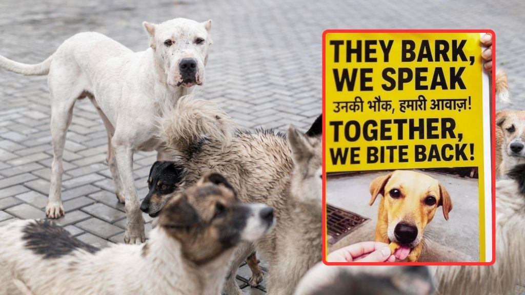 Stray Dogs In Delhi: સુપ્રીમ કોર્ટે રખડતા કુતરાઓને આપી રાહત, શેલ્ટર હોમ ગયેલા કુતરાઓને મુક્ત કરાશે, જાહેર સ્થળોએ ખવડાવવા પર પ્રતિબંધ