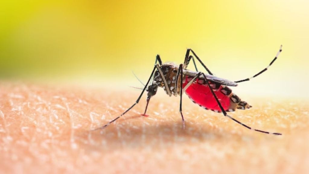 World Mosquito Day 2025 | મચ્છરજન્ય રોગોથી બચવા સરળ રસ્તા અપનાવો, ક્યારેક આ ડેન્ગ્યુ, મેલેરિયા જેવી મચ્છરજન્ય બીમારી નહિ થાય World Mosquito Day 2025 | મચ્છરજન્ય રોગોથી બચવા સરળ રસ્તા અપનાવો, ક્યારેક આ ડેન્ગ્યુ, મેલેરિયા જેવી મચ્છરજન્ય બીમારી નહિ થાય