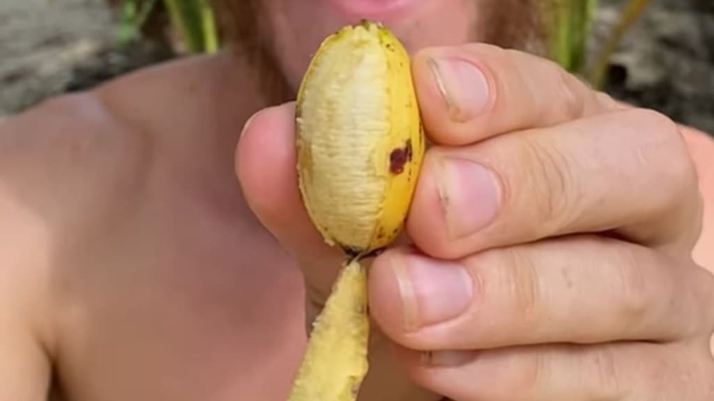 ભારતના આ રાજ્યોમાં મળે છે દુનિયાનું સૌથી નાનું કેળું? ખાવાથી થાય છે અદ્ભુત ફાયદા! ભારતના આ રાજ્યોમાં મળે છે દુનિયાનું સૌથી નાનું કેળું? ખાવાથી થાય છે અદ્ભુત ફાયદા!