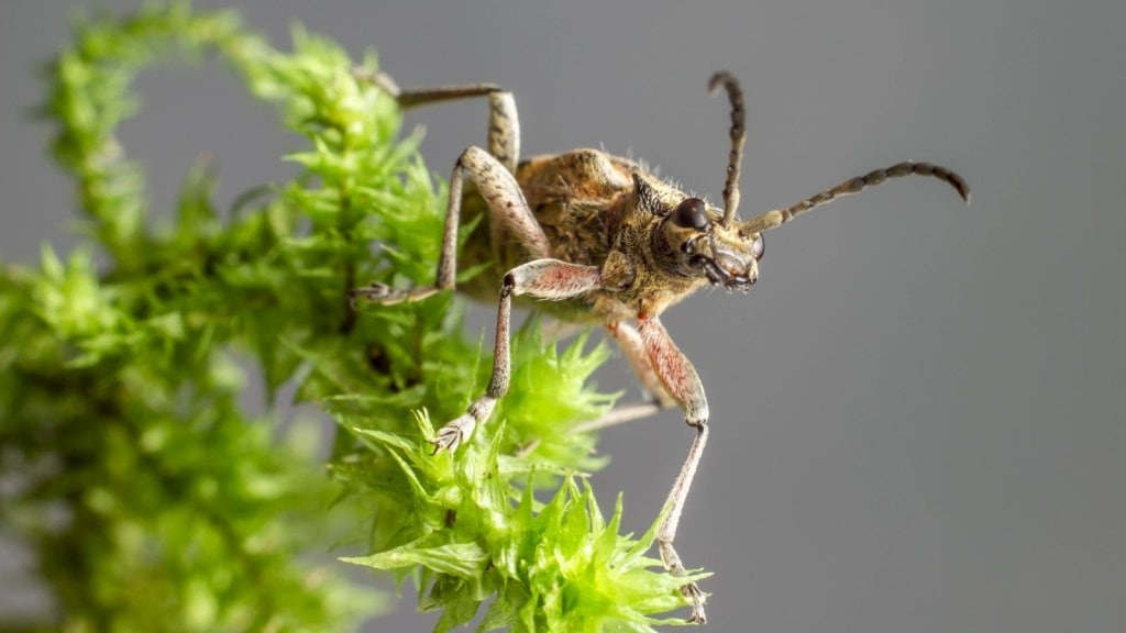 મચ્છરોને ઘરથી દૂર ભગાડનાર 5 છોડ, વરસાદના દિવસોમાં લગાવવા માટે બેસ્ટ રહેશે