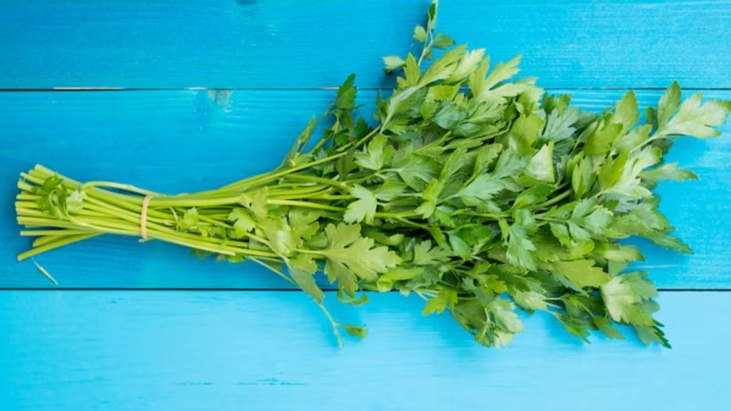 Coriander Storing Tips | કોથમીર લાંબા સમય સુધી રહેશે ફ્રેશ, સરળ ટિપ્સ અનુસરી કરો સ્ટોર