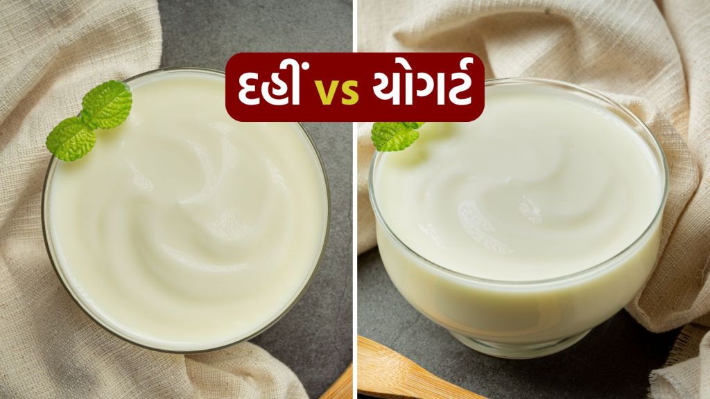 Curd VS Yogurt : દહીં અને યોગર્ટ વચ્ચે શું તફાવત છે? શું ગ્રીક યોગર્ટ ઘરે બનાવી શકાય છે? ચાલો જાણીયે એક્સપર્ટ્સ પાસેથી
