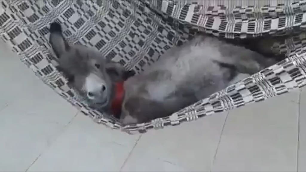 Viral Video: ગધેડાનું બચ્ચું ઝૂલામાં સ્વર્ગનો આનંદ અનુભવવા લાગ્યું, વીડિયો જોયા પછી તમે પણ થઈ જશો ખુશ