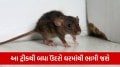 What smell kills rats instantly