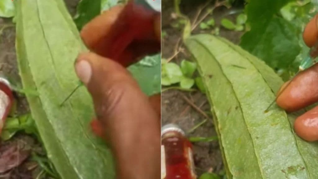 Video Viral: લીલા શાકભાજી ખાતા પહેલા 100 વખત વિચારજો, ખેતરનો વાયરલ વીડિયો જોઇ લાગશે આંચકો