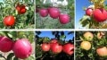 Which apple is the healthiest red or green