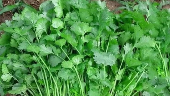 સૌ પ્રથમ તેને કાગળ અથવા ટીશ્યુ પેપરમાં રોલ કરો. હવે તેને એરટાઇટ કન્ટેનર અથવા ઝિપ લોક બેગમાં મૂકો. આ પછી તમે તેને ફ્રિજમાં રાખી શકો છો. (Photo Source: Pinterest)