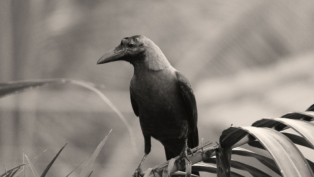 crow vs human, crow experiments explained