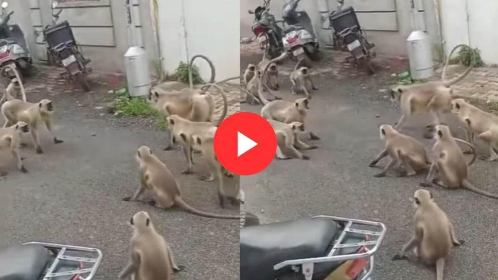Viral Video: વાંદરાઓ વચ્ચે જામ્યો કબડ્ડીનો મહામુકાબલો, વાયરલ વીડિયોએ સોશિયલ મીડિયામાં ધૂમ મચાવી