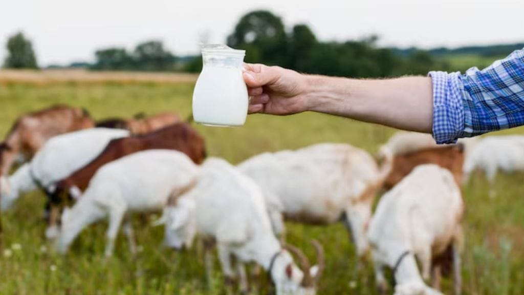Goat Milk Benefits | બકરીના દૂધના સ્વાસ્થ્ય ફાયદા, ગાયના દૂધ કરતાં સારો વિકલ્પ છે?