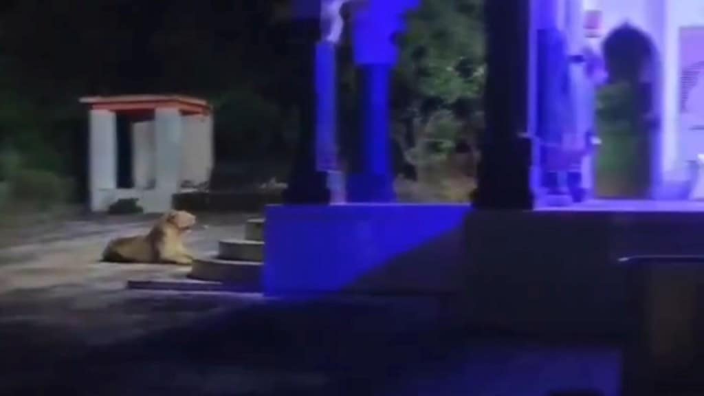 નવરાત્રી પર મંદિરની રક્ષા કરતી સિંહણ? IFS અધિકારીએ વીડિયો કર્યો શેર, મિનિટોમાં થયો વાયરલ