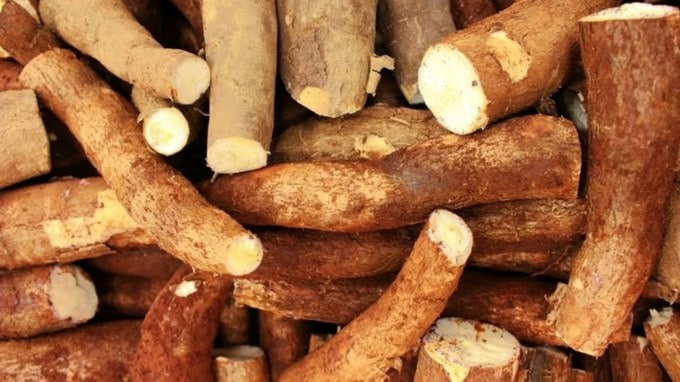 <strong>સાબુદાણાના છોડનું નામ</strong> : ટેપિઓકા (Tapioca) નામનો એક છોડ હોય છે, જેના મૂળમાંથી જે ફસલ લાગે છે તેમાંથી સાબુદાણા બનાવવામાં આવે છે. તે બિલકુલ શક્કરિયા જેવા દેખાય છે. બ્રાઝિલ, અમેરિકા અને એશિયા સહિત વિશ્વના ઘણા દેશોમાં સાબુદાણાનો વ્યાપકપણે ઉપયોગ થાય છે. યુરોપના કેટલાક ભાગોમાં તેને કસાવા તરીકે ઓળખવામાં આવે છે. તેને વિશ્વમાં અલગ-અલગ નામોથી ઓળખવામાં આવે છે. (Photo: Pexels)