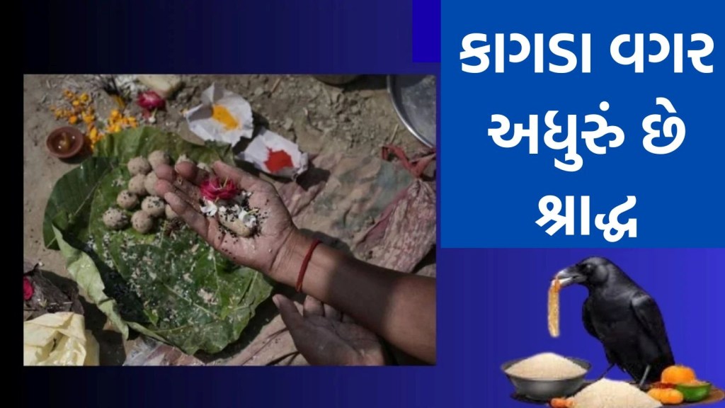 કાગડા વગર કેમ અધૂરું માનવામાં આવે છે પિતૃ પક્ષનું શ્રાદ્ધ કર્મ, પિતૃઓ સાથે છે ખાસ સંબંધ