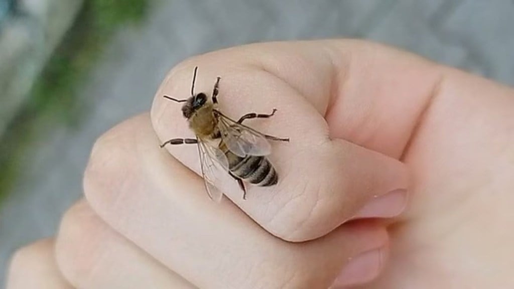 નવસારી: ખેતરમાં મધમાખીઓએ 62 વર્ષીય મહિલા પર હુમલો કર્યો; ડોક્ટરોએ લગભગ 200 કાંટા કાઢ્યા