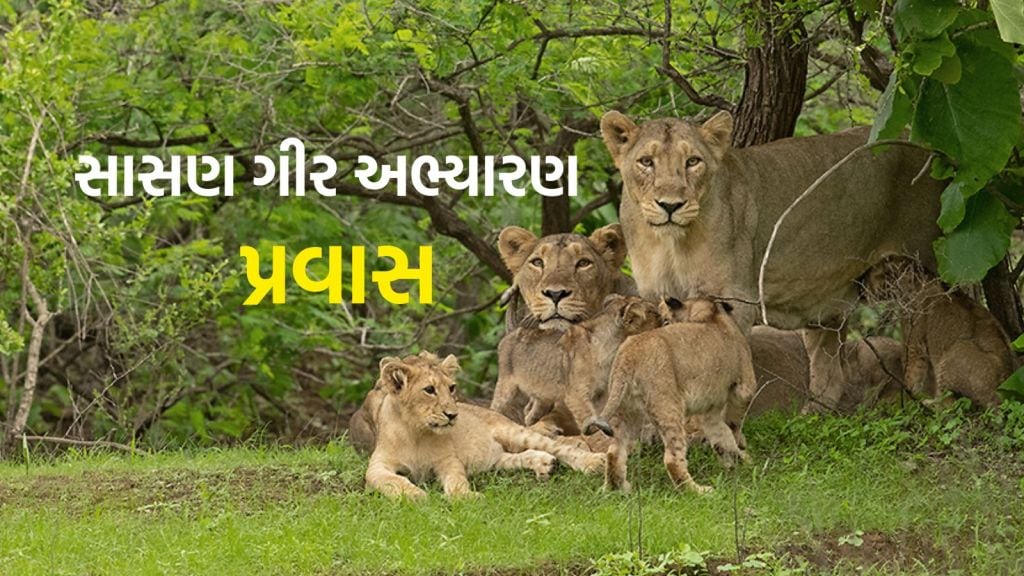 Diwali Vacation : દિવાળી વેકેશનમાં સાસણ ગીર અભ્યારણ પ્રવાસ, ઓનલાઇન બુકિંગ ચાર્જ સહિત તમામ વિગત જાણો