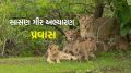 Sasan Gir National Park Visit | Gir National Park Safari trip | Gir National Park visit time