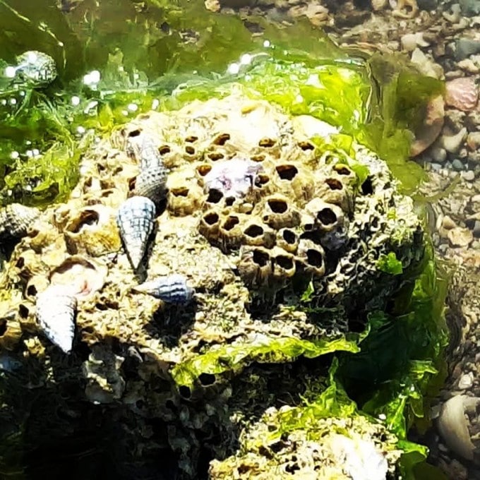 <strong>પીરોટન ટાપુ વિવિધ માછલી અને દરિયાઇ જીવોનું ઘર</strong><br>પીરોટન ટાપુ વિવિધ દુર્લભ માછલી અને દરિયાઇ જીવોનું ઘર છે. અહીં ફિશ, કુકુમ્બર ફિશ, કરચલા, કેક્ટર્સ જેવી વિવિધ માછલીઓ અને દરિયાઇ જીવોની જોઇ પ્રવાસીઓ આશ્ચર્યચકિત થઇ જાય છે. (Photo: officialtravelcasters)