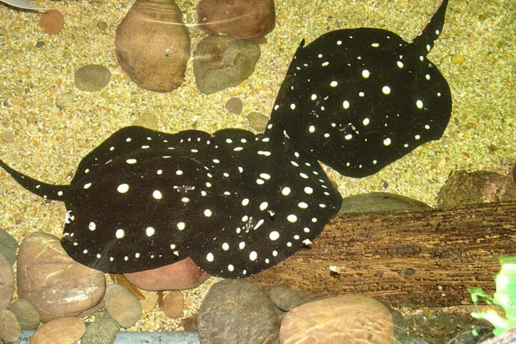 Polka Dot Stingray | Most Expensive Aquarium Fish in world