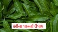 astro remedies with mango leaves