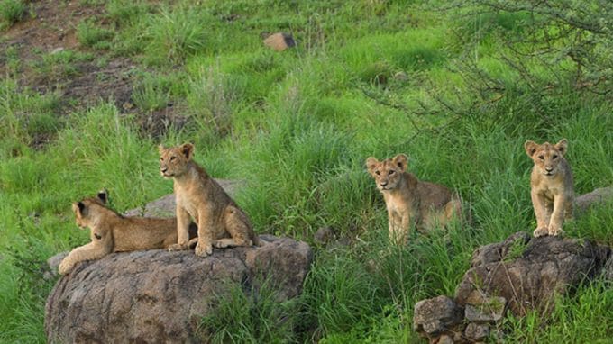 <strong>ગીર અભ્યારણ સિંહ દર્શન : Gir Sanctuary Park</strong><br>ગીર અભ્યારણમાં સિંહ જોયા વગર ગિરનાર પ્રવાસ અધુરો માનવામાં આવે છે. ગીરનારના જંગલમાં એશિયાટીક સિંહ અને અન્ય જંગલી પ્રાણીઓને જોવાની ક્ષણો જીવનભર યાદગાર રહે છે. આ વખતે 16 ઓક્ટોબર, 2025થી ગીર અભ્યારણમાં સિંહ દર્શન શરૂ થઇ ગયું છે. ગીર જંગલ સફારી માટે ઓનલાઇન એડવાન્સ બુકિંગની સુવિધા ઉપલબ્ધ છે. (Photo: Gujarat Tourism)