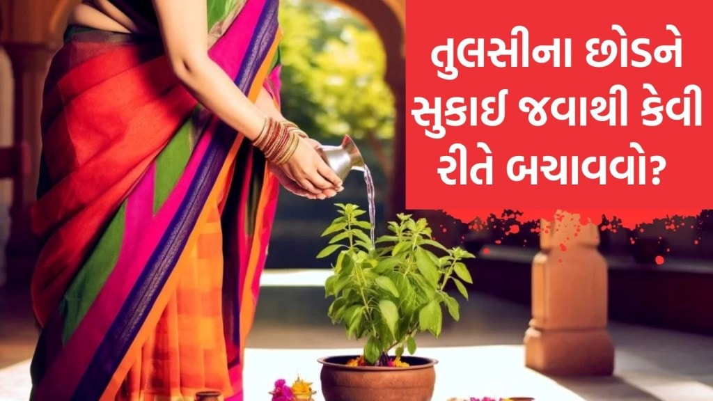 તુલસીના છોડને સુકાઈ જવાથી કેવી રીતે બચાવવો? આ ઉપાયથી શિયાળામાં પણ છોડ હર્યો ભર્યો રહેશે તુલસીના છોડને સુકાઈ જવાથી કેવી રીતે બચાવવો? આ ઉપાયથી શિયાળામાં પણ છોડ હર્યો ભર્યો રહેશે
