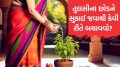 તુલસીના છોડને સુકાઈ જવાથી કેવી રીતે બચાવવો? આ ઉપાયથી શિયાળામાં પણ છોડ હર્યો ભર્યો રહેશે how to save tulsi plant from drying in winter