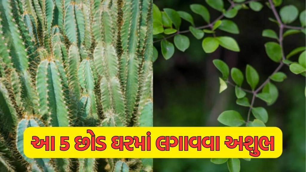 Vastu Tips : આ 5 છોડ ઘરમાં ન લગાવવા જોઈએ, દુર્ભાગ્ય અને કંગાળીનું બની શકે છે કારણ