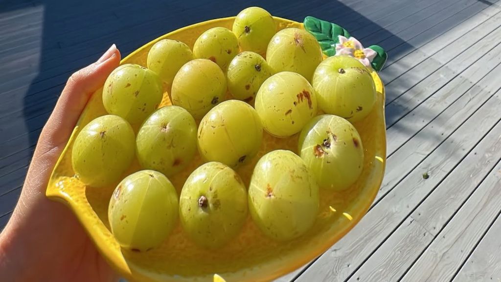 Health Tips : શિયાળામાં આમળાનું સેવન કરવાની 5 શ્રેષ્ઠ રીત, શરીર સ્વસ્થ રહેશે અને રોગપ્રતિકારક શક્તિ વધશે Health Tips : શિયાળામાં આમળાનું સેવન કરવાની 5 શ્રેષ્ઠ રીત, શરીર સ્વસ્થ રહેશે અને રોગપ્રતિકારક શક્તિ વધશે