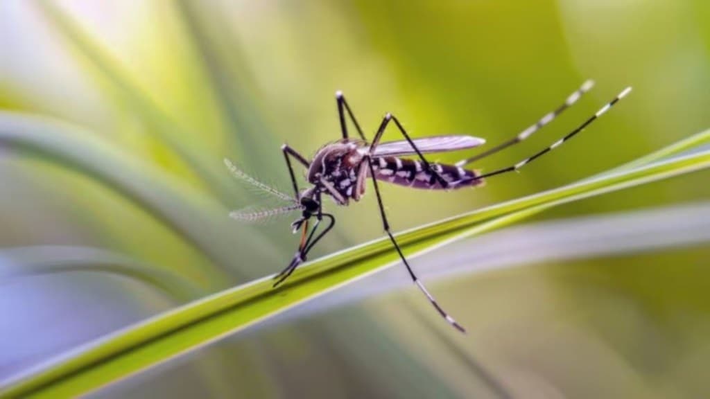 કમોસમી વરસાદમાં ડેન્ગ્યુના મચ્છરોથી બાળકોને બચાવવા માટે અજમાવો આ સરળ ઉપાય કમોસમી વરસાદમાં ડેન્ગ્યુના મચ્છરોથી બાળકોને બચાવવા માટે અજમાવો આ સરળ ઉપાય