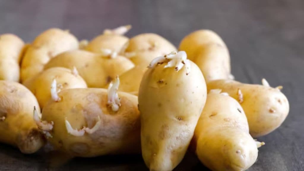 અંકુરિત બટાકા કેમ ન ખાવા જોઈએ?