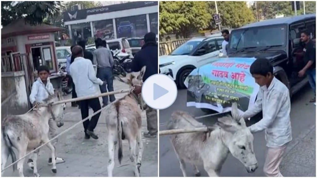 ગધેડા પર THAR નું સરઘસ કાઢવાની મજબૂરી શું હતી? વાયરલ વીડિયો જોયા પછી લોકો આશ્ચર્યચકિત ગધેડા પર THAR નું સરઘસ કાઢવાની મજબૂરી શું હતી? વાયરલ વીડિયો જોયા પછી લોકો આશ્ચર્યચકિત