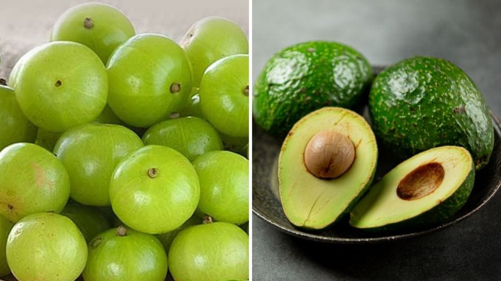 Amla VS Avocado Benefits : આમળા કે એવોકાડો શિયાળામાં ક્યું ફળ ખાવું શરીર માટે વધુ ફાયદાકારક છે, બીમારીથી બચાવશે Amla VS Avocado Benefits : આમળા કે એવોકાડો શિયાળામાં ક્યું ફળ ખાવું શરીર માટે વધુ ફાયદાકારક છે, બીમારીથી બચાવશે