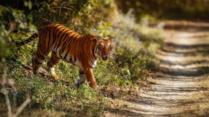 <strong>રણથંભોર, રાજસ્થાન</strong><br>વાઇલ્ડલાઇફ વિન્ટર એડવેન્ચર માટે રાજસ્થાનનું રણથંભોર નેશનલ પાર્ક અદભુત સ્થળ છે. નવેમ્બરમાં રણથંભોર અભ્યારણ મુલાકાતીઓ માટે ખુલી જાય છે. અહીં વાઘ, દિપડો, હરણ સહિત ઘણા વન્ય પ્રાણીઓ જોવા મળે છે. રણથંભોર નેશનલ પાર્ક ઉપરાંત રણથંભોર કિલ્લો પણ જોવાલાયક છે. (Photo: Freepik)