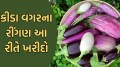 તાજા અને કીડા વગરના રીંગણને કેવી રીતે ઓળખવા? ખરીદતી વખતે આ 5 બાબતો ધ્યાનમાં રાખો taze baingan ki pahchan