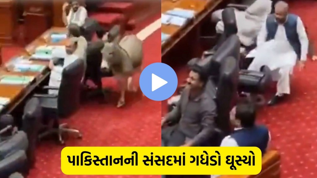 Video Viral: પાકિસ્તાનની સંસદમાં ગધેડો ઘૂસ્યો, ચાલુ સત્રમાં હડકંપ; લોકોએ સોશિયલ મીડિયા પર લીધી મજા