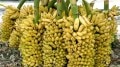 Chemical banana ripening
