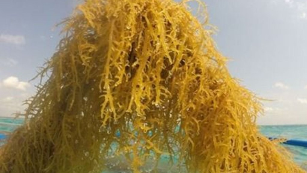 14 tonnes of seaweed cultivated in Kutch