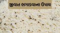 સલ્ફાસ અને કેમિકલ વગર પણ અનાજ સુરક્ષિત રહેશે, આ 5 કુદરતી વસ્તુઓમાંથી જંતુનાશક ગોળીઓ બનાવો protect grain from weevils