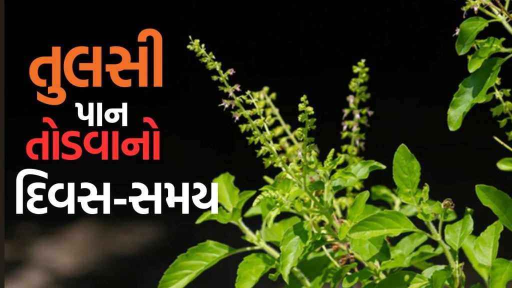 tulsi plant vastu tips: તુલસીના પાન તોડતા સમયે દિવસનું ધ્યાન જરૂર રાખો, નહીં તો ભોગવવનું પડશે ભારે નુકસાન