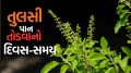 tulsi plant vastu tips: તુલસીના પાન તોડતા સમયે દિવસનું ધ્યાન જરૂર રાખો, નહીં તો ભોગવવનું પડશે ભારે નુકસાન tulsi vastu niyam
