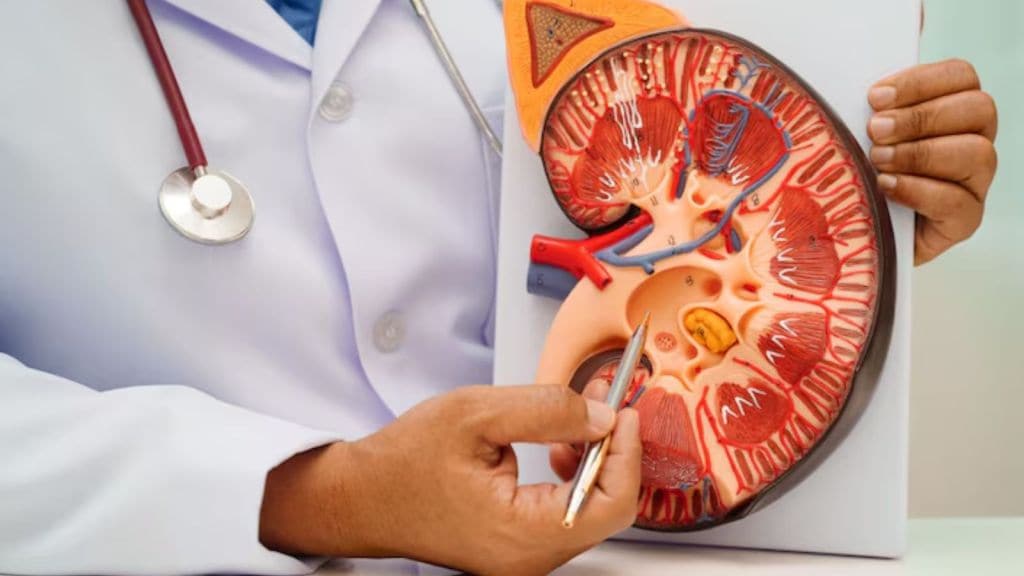 બ્લડ રિપોર્ટમાં કિડની ફંક્શન (eGFR) 53 હોઈ તો સામાન્ય લાવવા માટે શું કરવું? નેફ્રોલોજિસ્ટ શું કહે છે? બ્લડ રિપોર્ટમાં કિડની ફંક્શન (eGFR) 53 હોઈ તો સામાન્ય લાવવા માટે શું કરવું? નેફ્રોલોજિસ્ટ શું કહે છે?